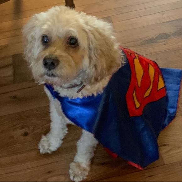 Meet your Posher, Jessica - Picture 1 of 1